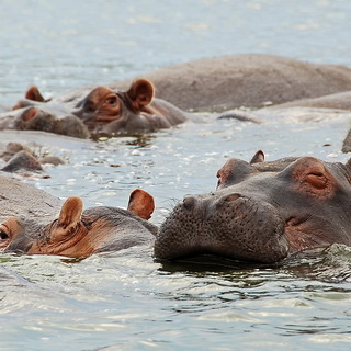 Queen Elizabeth - Hippos
